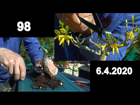 Bonsai wie geht das. Wir erleben die Faszination der kleinen Bäume und lernen dazu