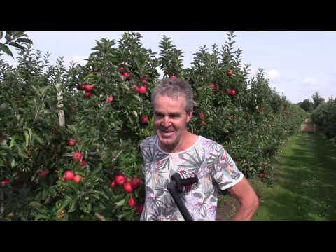 appel oogst bij Stevens in Sambeek