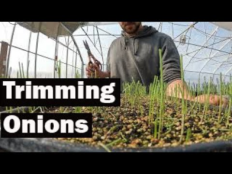 , title : 'Trim your Onion Plants for Bigger Bulbs! - Pruning Tops'