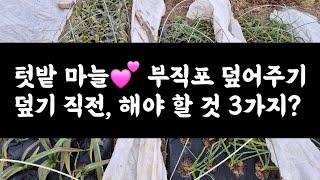 텃밭 마늘