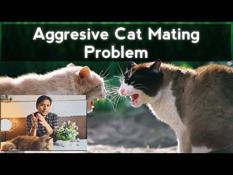 Aggressive Cat ko Mat Kese Karaye,गुस्सैल बिल्ली को mat कैसे कराये @Nawaz Billi Wala