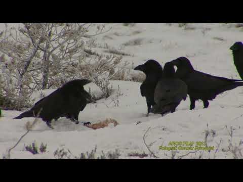 KORP  Common Raven  (Corvus corax)  Klipp - 2206