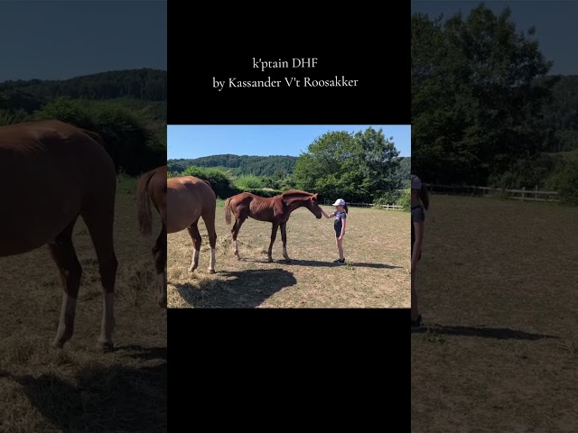 Intero Zangersheide In vendita 2026 Sauro ,  KASSANDER VAN 'T ROOSAKKER