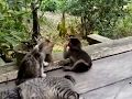 Lagi Siswi Smp Mesum Di Kelas