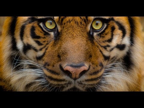 Robert Kordić - DIVLJA MAČKA (Mondo Version)