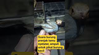 Download lagu Suara prenjak tamu nyetater, ampuh untuk pikat burung kecil #pikatburung #burungprenjak #kicaumania mp3 Download lagu Suara prenjak tamu nyetater, ampuh untuk pikat burung kecil #pikatburung #burungprenjak #kicaumania mp3