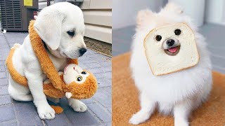 Baby Dogs - Cute and Funny Dog Videos Compilation #61 | Aww Animals