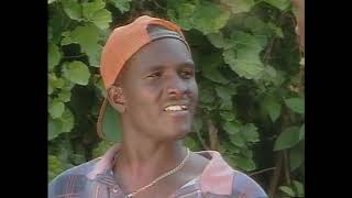 Lime Tree - Road Scholar