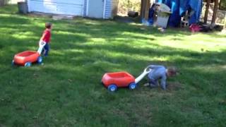 Wagons 18 month follow leader