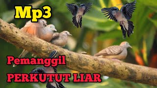 Download lagu Mp3 Suara Perkutut Paling Ampuh Buat pancingan ‼️ mp3 Download lagu Mp3 Suara Perkutut Paling Ampuh Buat pancingan ‼️ mp3