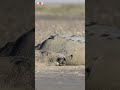 Zeldzame #zeehond geboren op #strand #vlieland