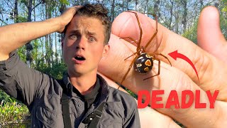 The Black Widow's Deadly Cousin You've Never Heard Of...