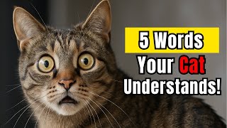 5 Words Your Cat Actually Understands – Proven by Experts