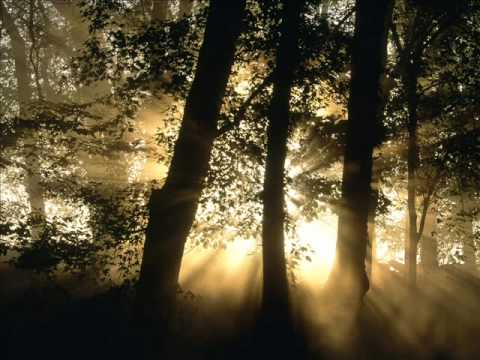 Robert Fox - Into the Light