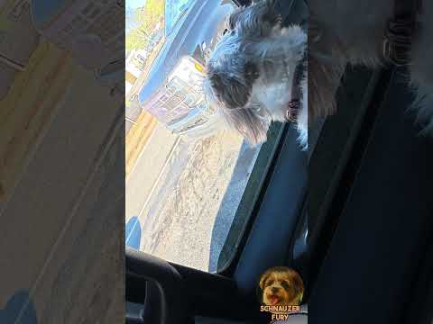 Liesel the Miniature Schnauzer Baiting a Driver to Look At Her, Then Barking