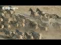 How Oceanic Events Can Affect Zebra Migration Nature S Great Migrations BBC Earth