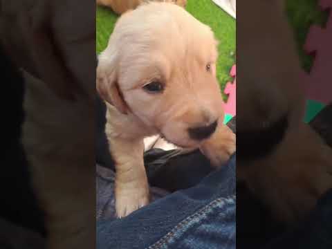 Vendita Splendidi Golden Retriever