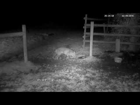 Rural foxes standing their ground against a bully badger! - with sounds