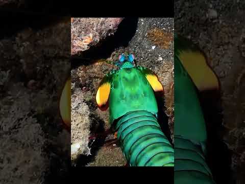 loài tôm thú vị 2 #shorts  #animals #dongvat