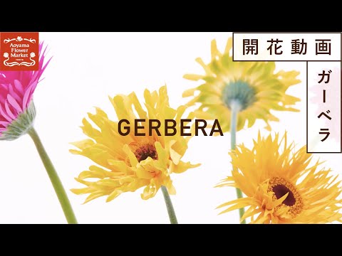 ガーベラ 植物