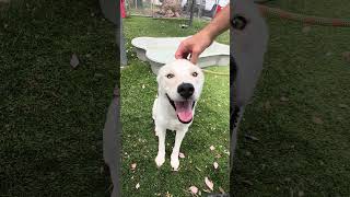Video preview image #1 Labrador Retriever Puppy For Sale in Pasadena, CA, USA