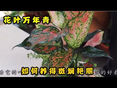 紅葉萬年青開花