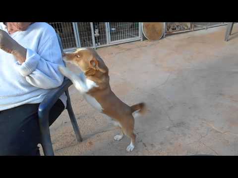 Duke, ein Hund in Not aus dem Tierschutz