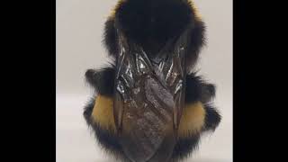 Deadbeat - Ain't no More Flowers (feat. Fink & Maarten Vos)