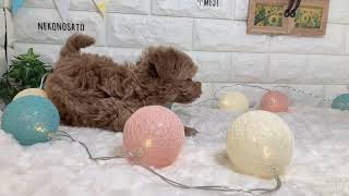 ハーフ犬の動画01