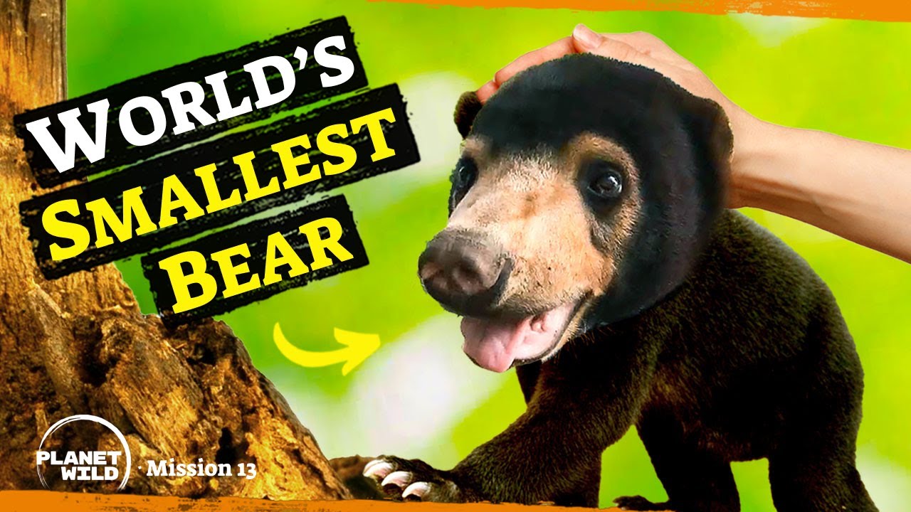 Meet the world’s smallest bear