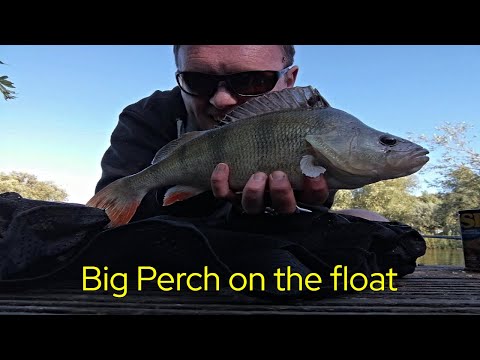 Big Perch on the Float.