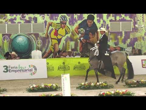 DOBLE NIX DE VILLA ESTRADA, CAMPEONA JOVEN TROCHA Y GALOPE FESTIVAL DOSQUEBRADAS RISARALDA 2025