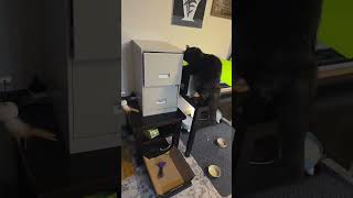 Wait for it 😻#smart #cat #cute #catlovers #shorts