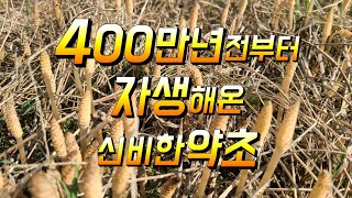 뛰어난 항암효과와 소변이 콸콸 잘나오게 해주는 약초 #쇠뜨기효능