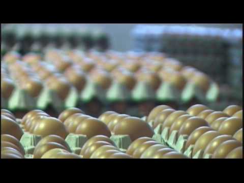 download lagu mp3 mp4 Pasteurized Eggs Malaysia, download lagu Pasteurized Eggs Malaysia gratis, unduh video klip Pasteurized Eggs Malaysia