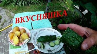 Огурец Китайский змей: отзывы, описание сорта, фото, видео, отзывы ...