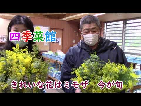 園芸 四季のミモザ
