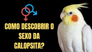 Como saber se calopsita  macho ou fmea? Como descobrir o sexo da calopsita?