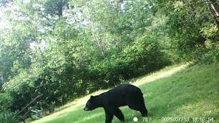 Resident Black Bear 6