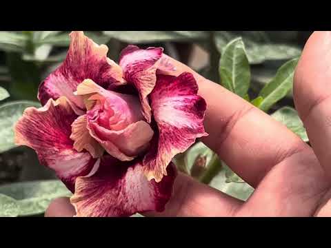 Desert rose HU 46 CORALLINA… Just arrived here at the store.