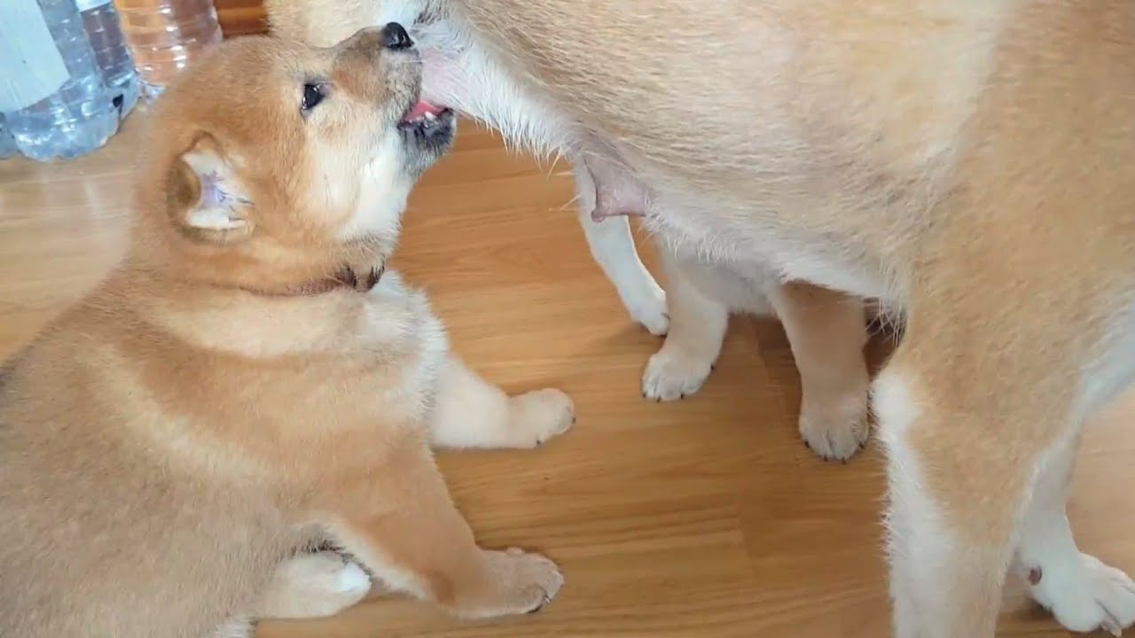 Puppy Tippy Taps While Feeding Is The Cutest Thing Ever!! 🥺😘