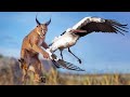 CARACAL A High Jumping Bird Hunter King Of The Flop Caracal Vs Jackals And Birds