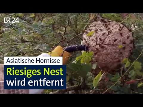 Asian hornet: Huge nest removed – still spreading in Bavaria | BR24