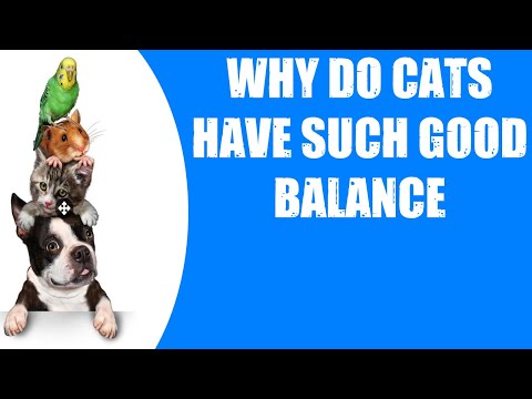 WHY DO CATS HAVE SUCH GOOD BALANCE