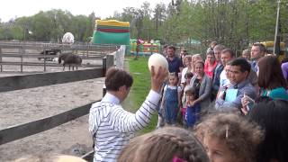 preview picture of video 'Страусиная ферма / Ostrich Farm -  Kyiv, Ukraine'