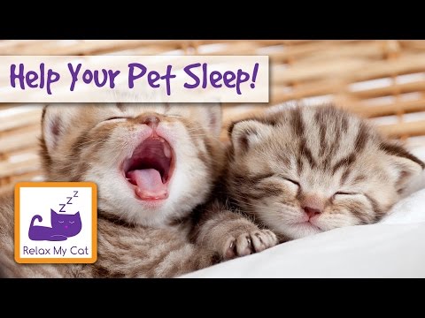 RELAXING MUSIC FOR CATS & KITTENS Help Your Pet Sleep!