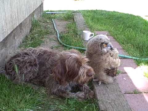 Video: La Adorable Amistad Entre Un Perro y Un Búho