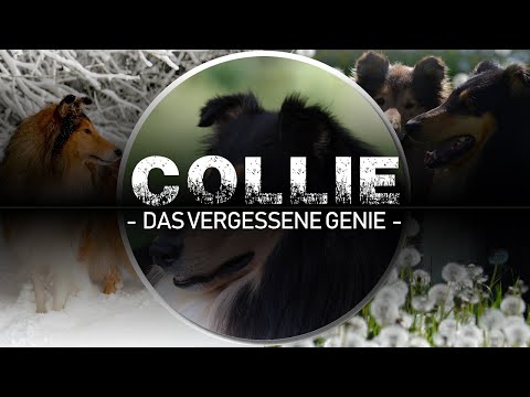 Collie das vergessene Genie