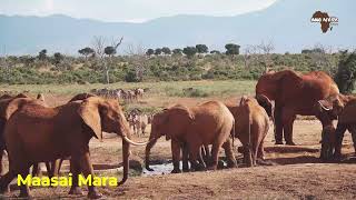 Red lion and Company - Video - 2