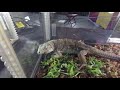 Repticon Charlotte